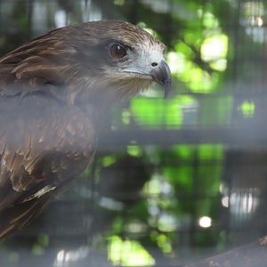 Black kite