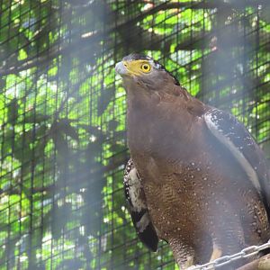 Crested serpent eagle