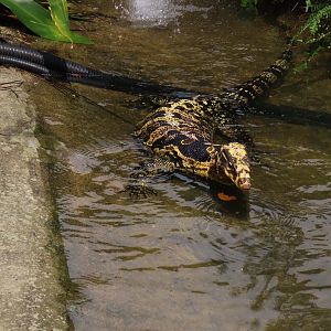Yellow-headed water monitor
