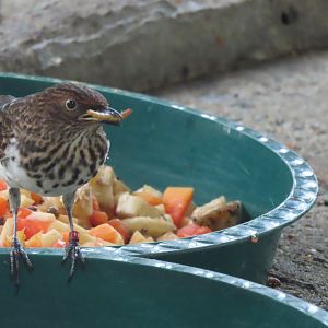 Female violet-backed starling