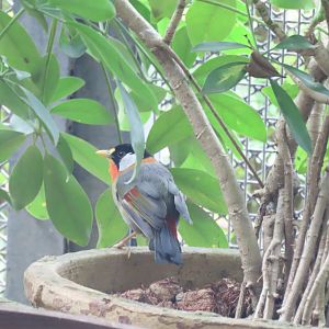 Silver-eared mesia
