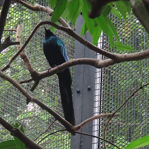 Long-tailed glossy starling