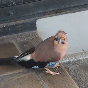 Eurasian jay