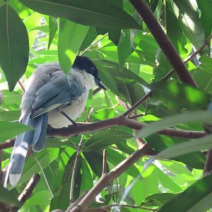 Azure-winged magpie