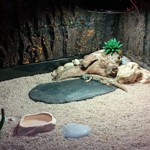 Exhibit for uromastyx