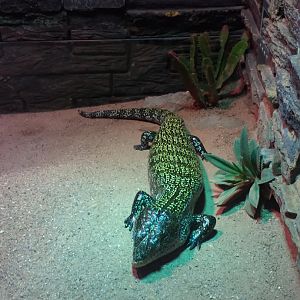 Giant blue-tongued skink