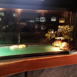 Exhibit for tortoise