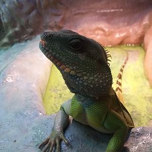 Chinese water dragon