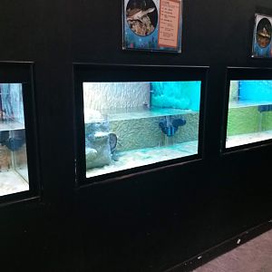 Exhibit for turtle