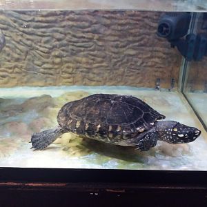 Black spotted turtle