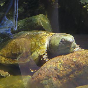 Big headed turtle