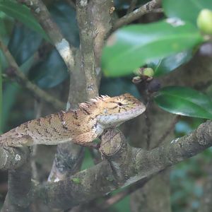 Oriental garden lizard
