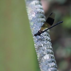 Black-banded Gossamerwing