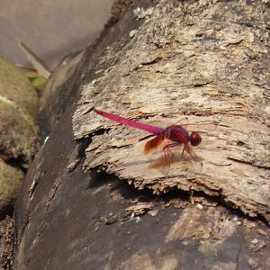 Crocothemis servilia