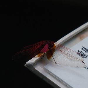 Crocothemis servilia