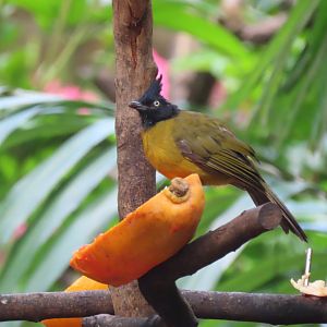 Black-crested bulbul