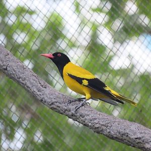 Black-hooded oriole