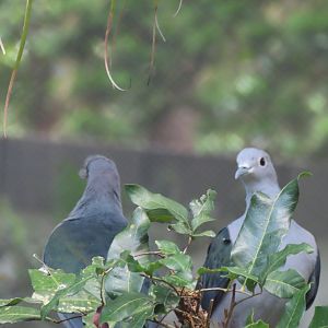 Green imperial pigeon