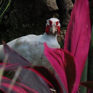 White pheasant