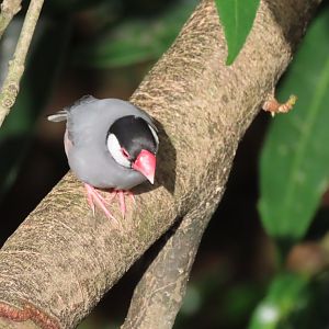 Java sparrow