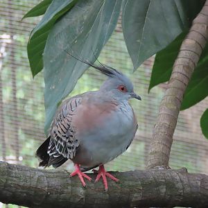 Crested pigeon