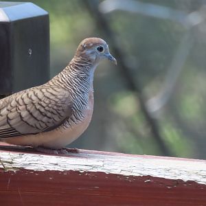 Zebra dove