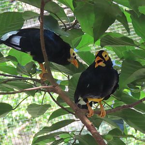 Yellow-faced myna