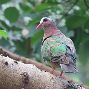 Emerald dove