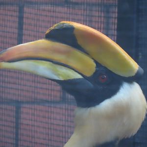 Great hornbill