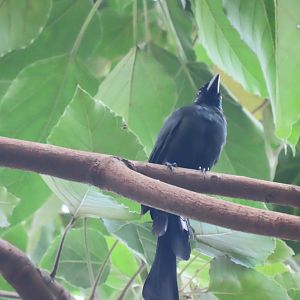 Racket-tailed treepie
