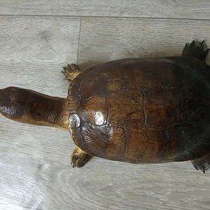Turtle ID