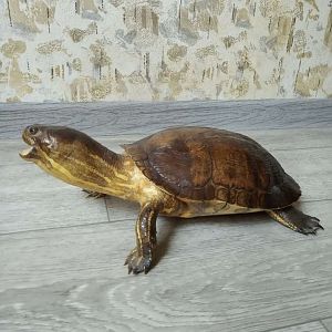 Turtle ID