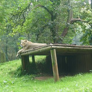 Asiatic lioness, October 2020