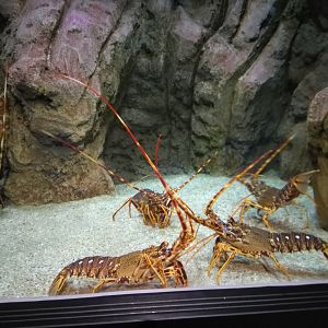 Lithuanian sea museum and Dolphinarium