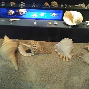 Lithuanian sea museum and Dolphinarium