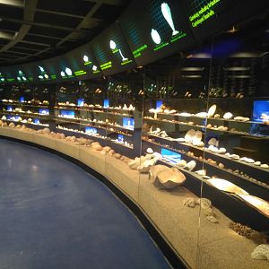 Lithuanian sea museum and Dolphinarium