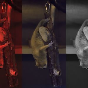 Nocturnal House Photo Choices