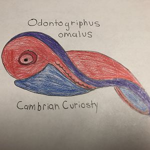 Odontogriphus omalus