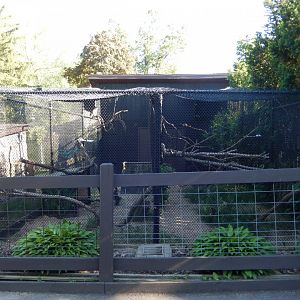 6/5/2020 - Owl Aviaries