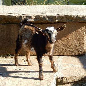 6/5/2020 - Little Kid on the Block