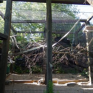 6/5/2020 - Brown Capuchin Monkey Exhibit
