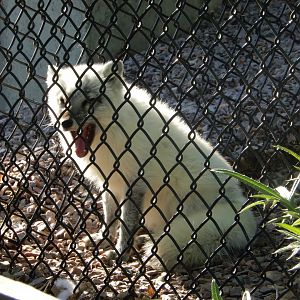 6/5/2020 - Arctic Fox