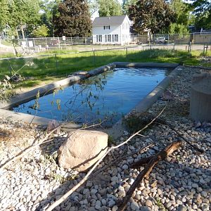 6/5/2020 - Beaver Exhibit
