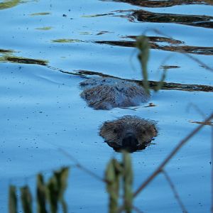6/5/2020 - A Late Afternoon Dip