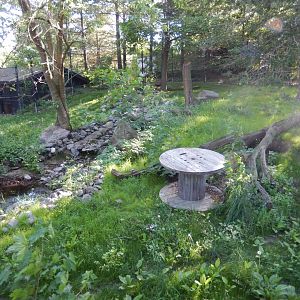 6/5/2020 - Gray Wolf Habitat