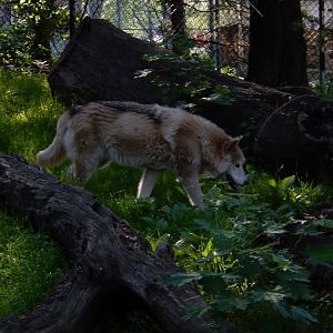 6/5/2020 - Arctic Wolf/Timber Wolf Hybrid?