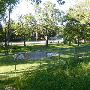 6/5/2020 - Mixed-Species Habitat