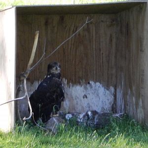 6/5/2020 - Bald Eagle