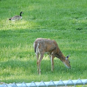 6/5/2020 - White-tailed Deer & Canada Goose