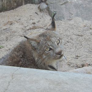 6/5/2020 - Canadian Lynx
